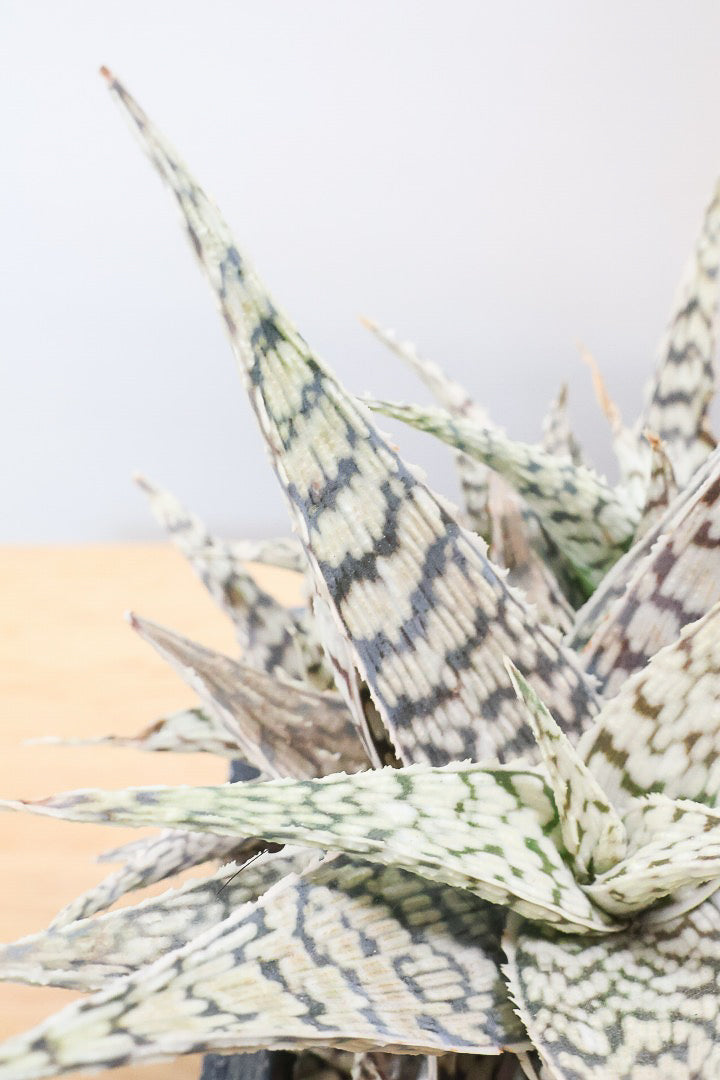 【アロエ ブリザード】APEGOでかなり長い期間をかけて大きく、そしてボリューム良く育てました！これは他には無い特別な一鉢です！