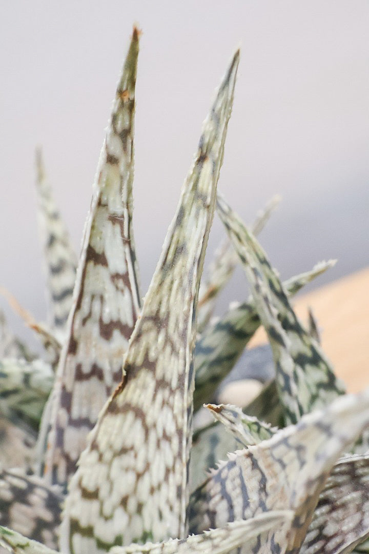 【アロエ ブリザード】APEGOでかなり長い期間をかけて大きく、そしてボリューム良く育てました！これは他には無い特別な一鉢です！