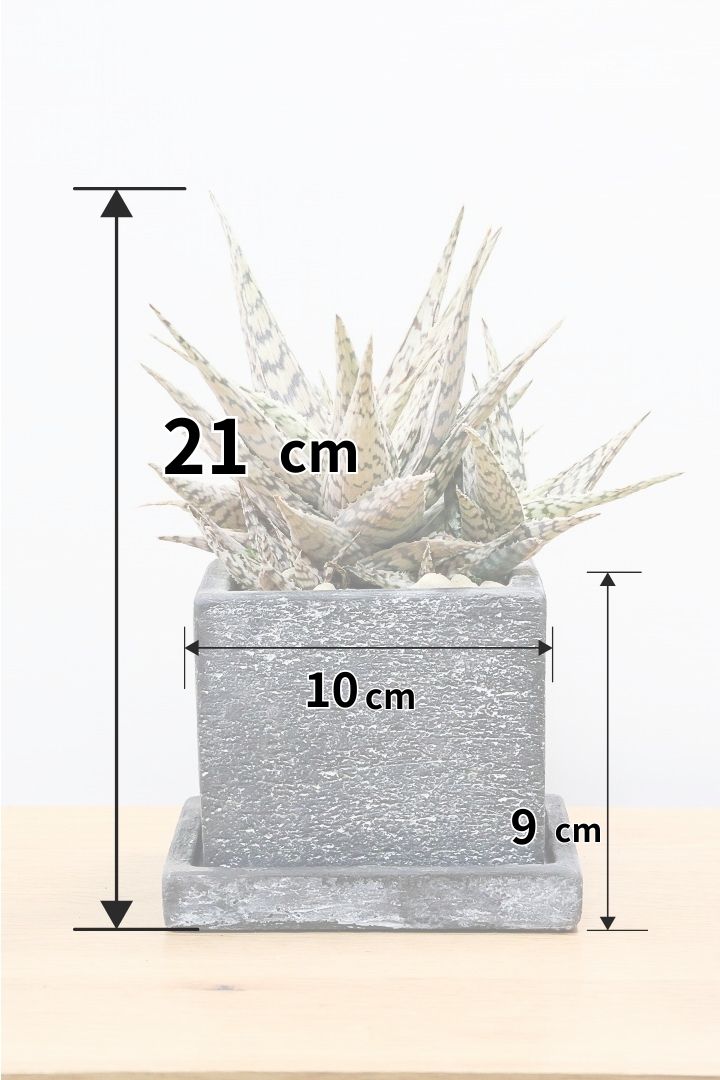 【アロエ ブリザード】APEGOでかなり長い期間をかけて大きく、そしてボリューム良く育てました！これは他には無い特別な一鉢です！