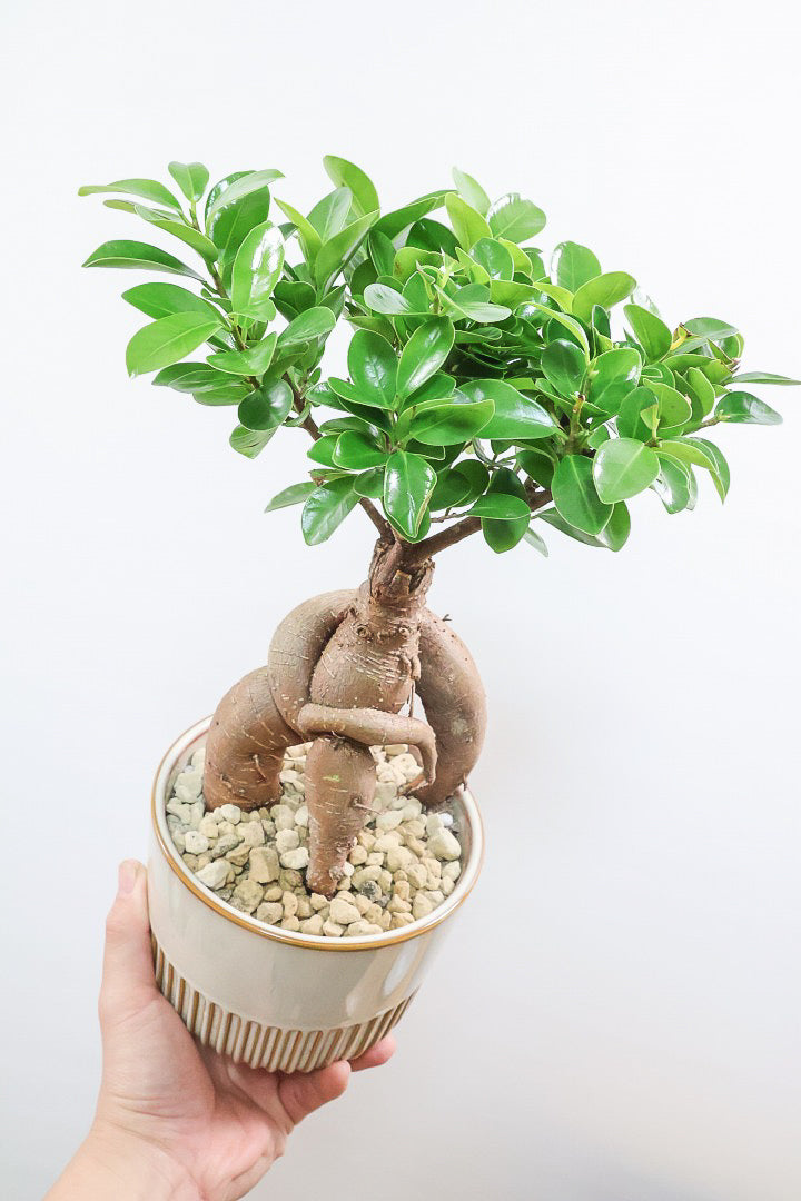 【ガジュマル】この幹は唯一無二！仕入れ時に個性的な個体を選んで仕入れてきました！おすすめです！