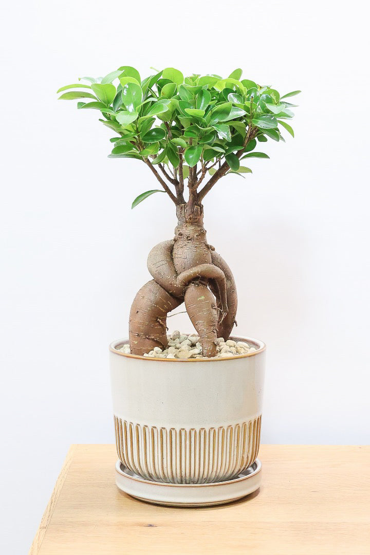 【ガジュマル】この幹は唯一無二！仕入れ時に個性的な個体を選んで仕入れてきました！おすすめです！