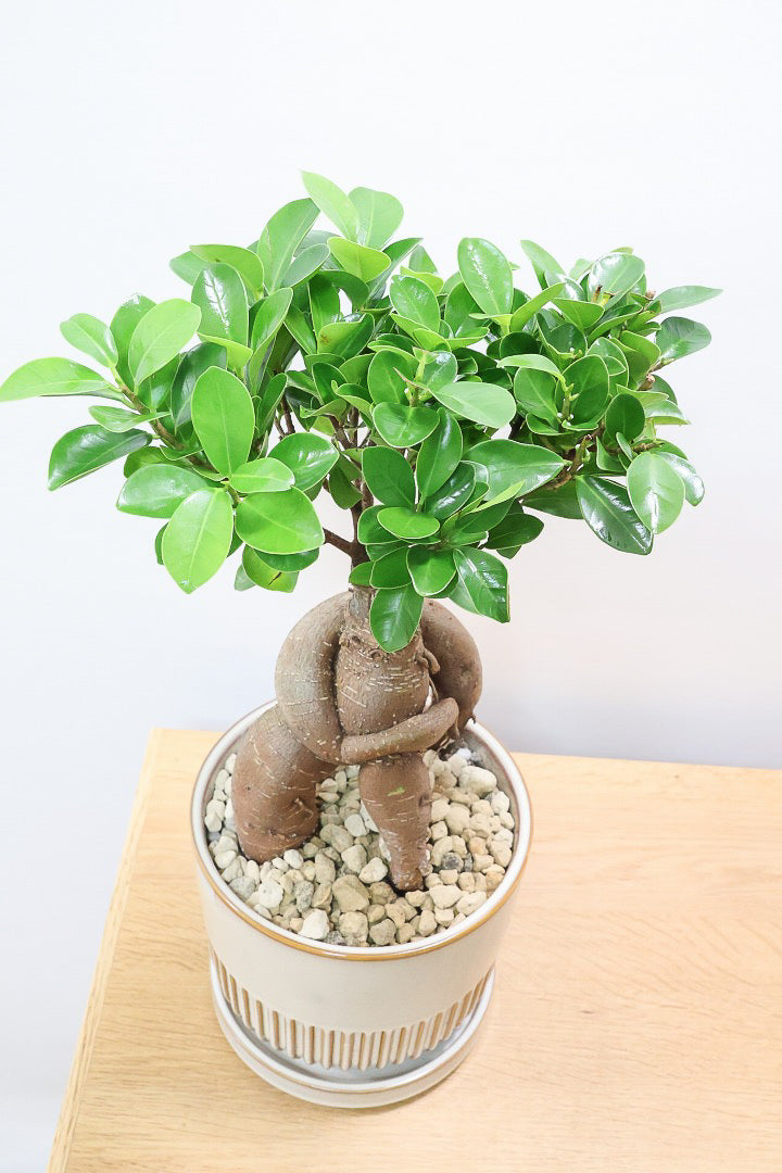 【ガジュマル】この幹は唯一無二！仕入れ時に個性的な個体を選んで仕入れてきました！おすすめです！