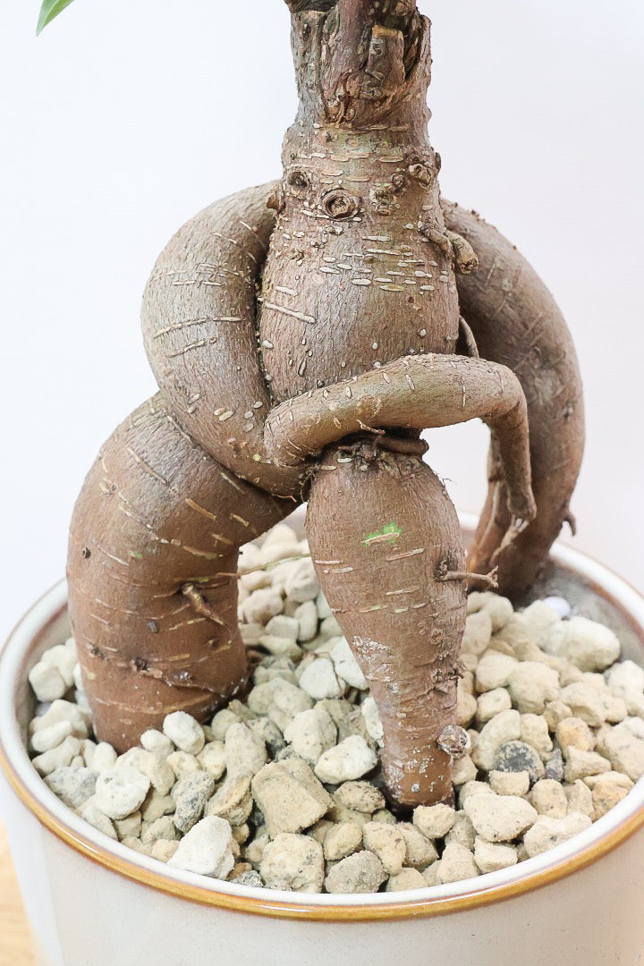 【ガジュマル】この幹は唯一無二！仕入れ時に個性的な個体を選んで仕入れてきました！おすすめです！