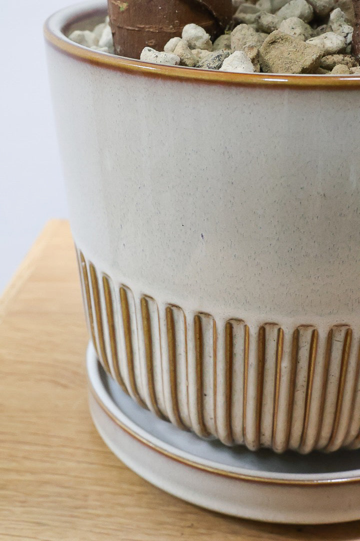 【ガジュマル】この幹は唯一無二！仕入れ時に個性的な個体を選んで仕入れてきました！おすすめです！