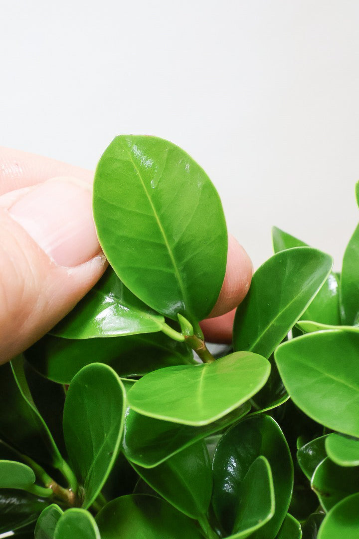 【ガジュマル】この幹は唯一無二！仕入れ時に個性的な個体を選んで仕入れてきました！おすすめです！