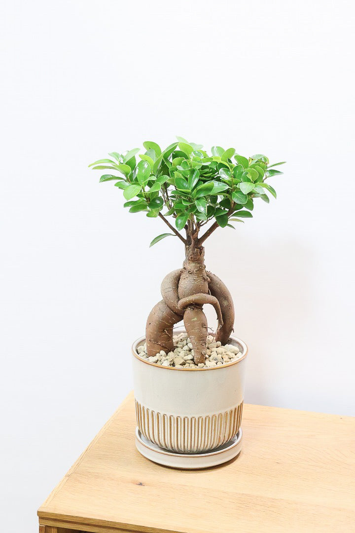 【ガジュマル】この幹は唯一無二！仕入れ時に個性的な個体を選んで仕入れてきました！おすすめです！