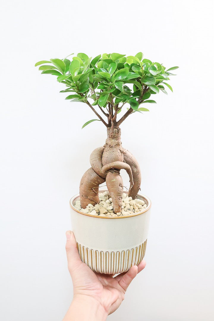 【ガジュマル】この幹は唯一無二！仕入れ時に個性的な個体を選んで仕入れてきました！おすすめです！