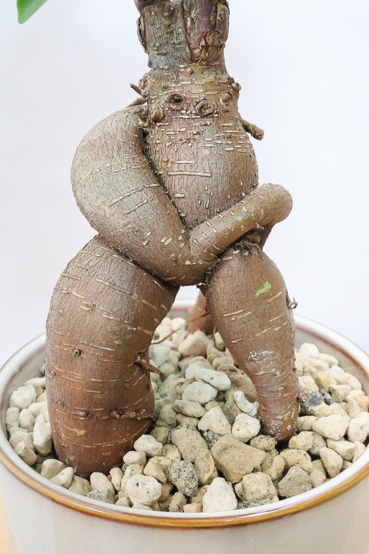 【ガジュマル】この幹は唯一無二！仕入れ時に個性的な個体を選んで仕入れてきました！おすすめです！