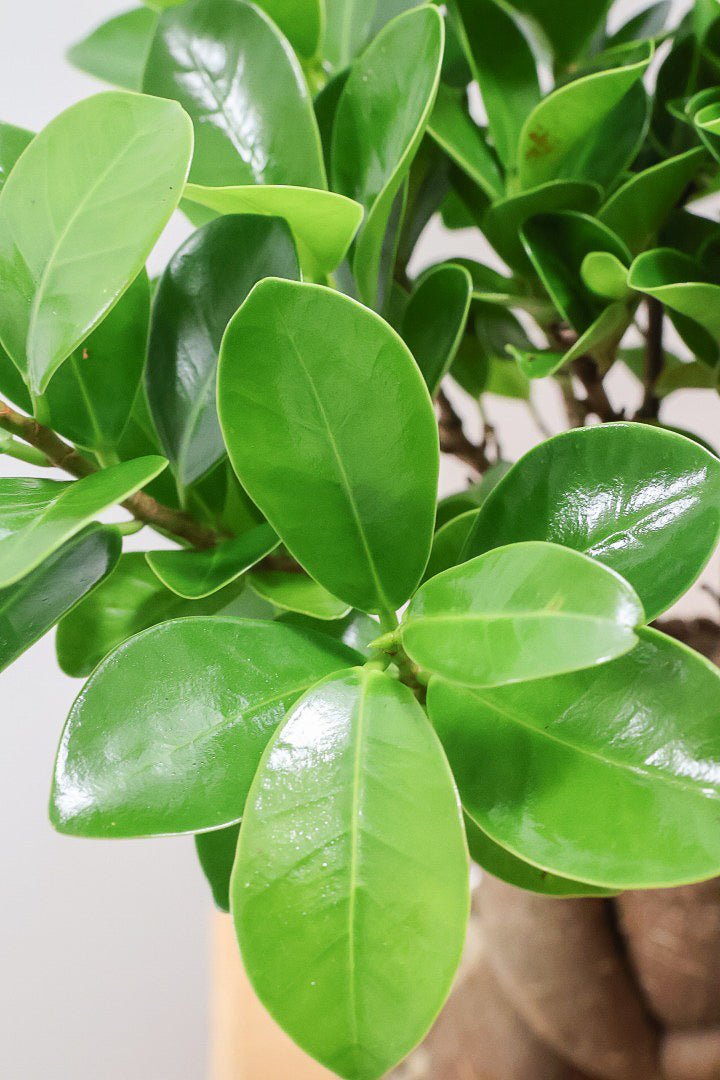 【ガジュマル】この幹は唯一無二！仕入れ時に個性的な個体を選んで仕入れてきました！おすすめです！