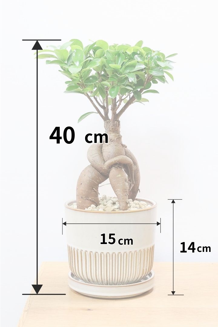 【ガジュマル】この幹は唯一無二！仕入れ時に個性的な個体を選んで仕入れてきました！おすすめです！