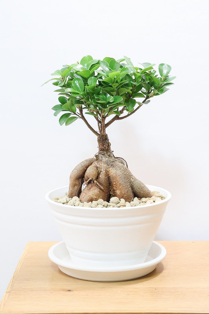 【ガジュマル】今回はご要望の多かったプラスチックPOT。しっかりと育った幹がお見事！おすすめです！