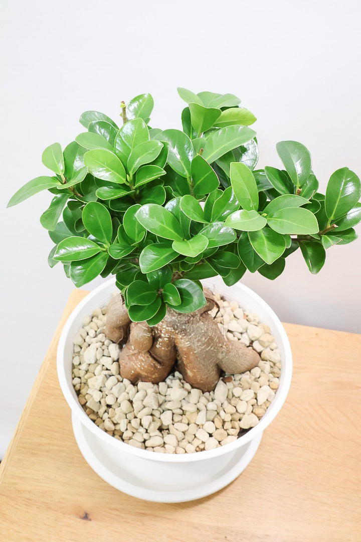 【ガジュマル】今回はご要望の多かったプラスチックPOT。しっかりと育った幹がお見事！おすすめです！