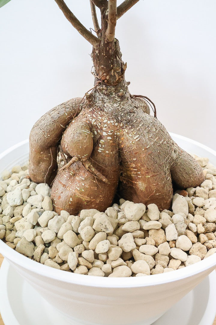 【ガジュマル】今回はご要望の多かったプラスチックPOT。しっかりと育った幹がお見事！おすすめです！