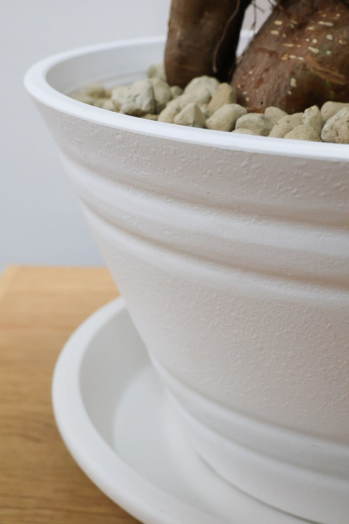 【ガジュマル】今回はご要望の多かったプラスチックPOT。しっかりと育った幹がお見事！おすすめです！