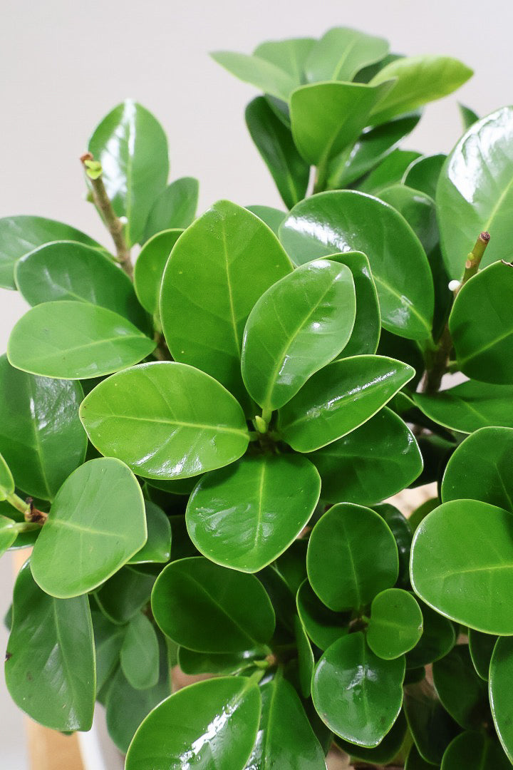 【ガジュマル】今回はご要望の多かったプラスチックPOT。しっかりと育った幹がお見事！おすすめです！