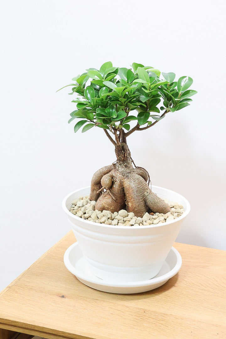 【ガジュマル】今回はご要望の多かったプラスチックPOT。しっかりと育った幹がお見事！おすすめです！