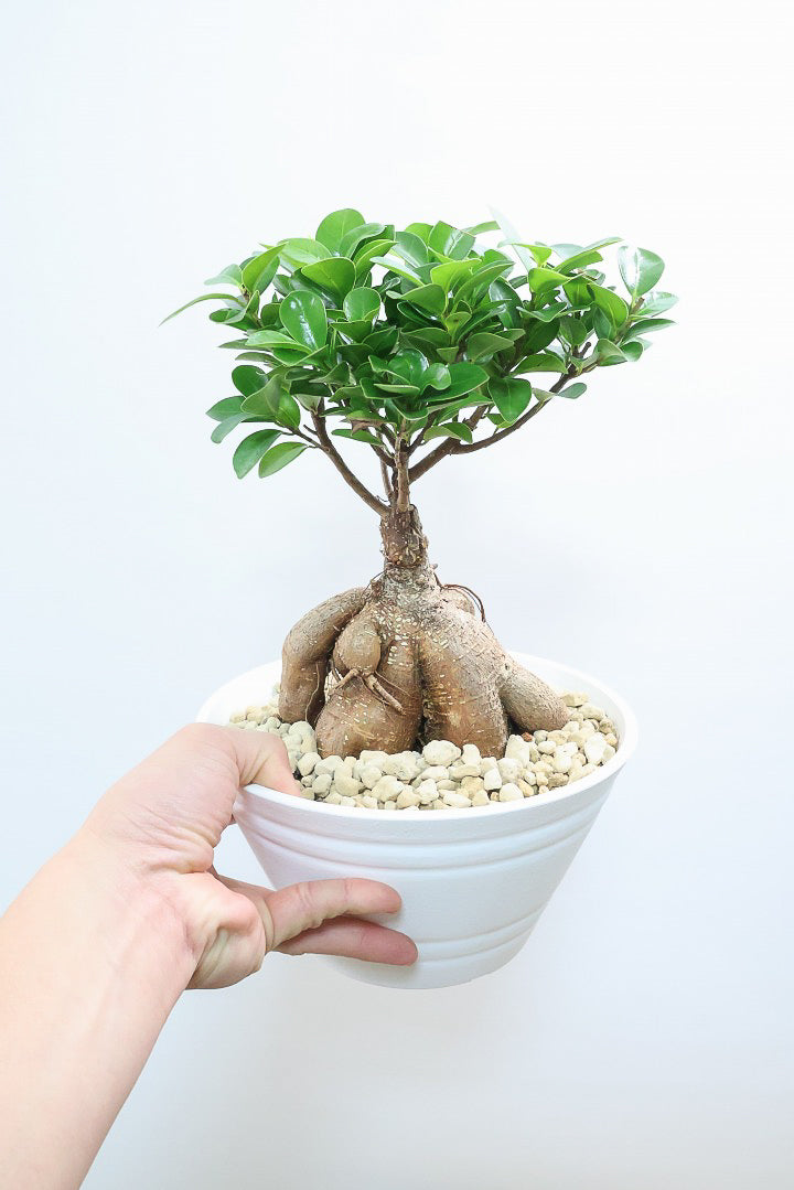 【ガジュマル】今回はご要望の多かったプラスチックPOT。しっかりと育った幹がお見事！おすすめです！