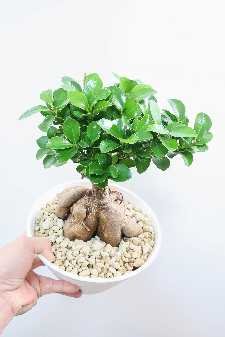 【ガジュマル】今回はご要望の多かったプラスチックPOT。しっかりと育った幹がお見事！おすすめです！