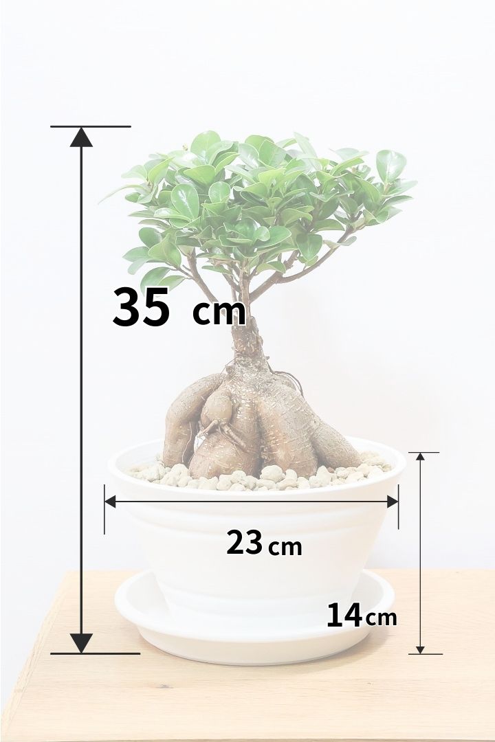 【ガジュマル】今回はご要望の多かったプラスチックPOT。しっかりと育った幹がお見事！おすすめです！