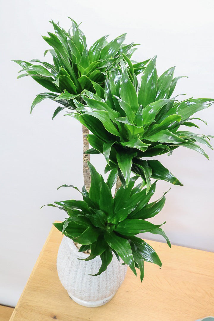 【ドラセナコンパクター】この樹形はイイ！枝分かれしたカッコいい樹形！このサイズで枝分かれした樹形は希少ですよ！