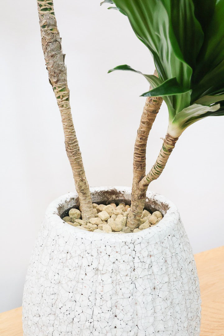 【ドラセナコンパクター】この樹形はイイ！枝分かれしたカッコいい樹形！このサイズで枝分かれした樹形は希少ですよ！