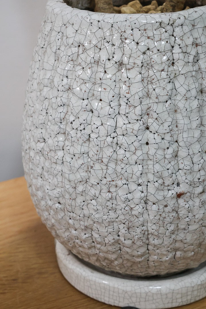 【ドラセナコンパクター】この樹形はイイ！枝分かれしたカッコいい樹形！このサイズで枝分かれした樹形は希少ですよ！