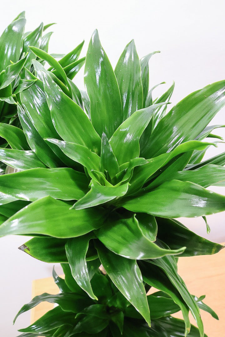 【ドラセナコンパクター】この樹形はイイ！枝分かれしたカッコいい樹形！このサイズで枝分かれした樹形は希少ですよ！