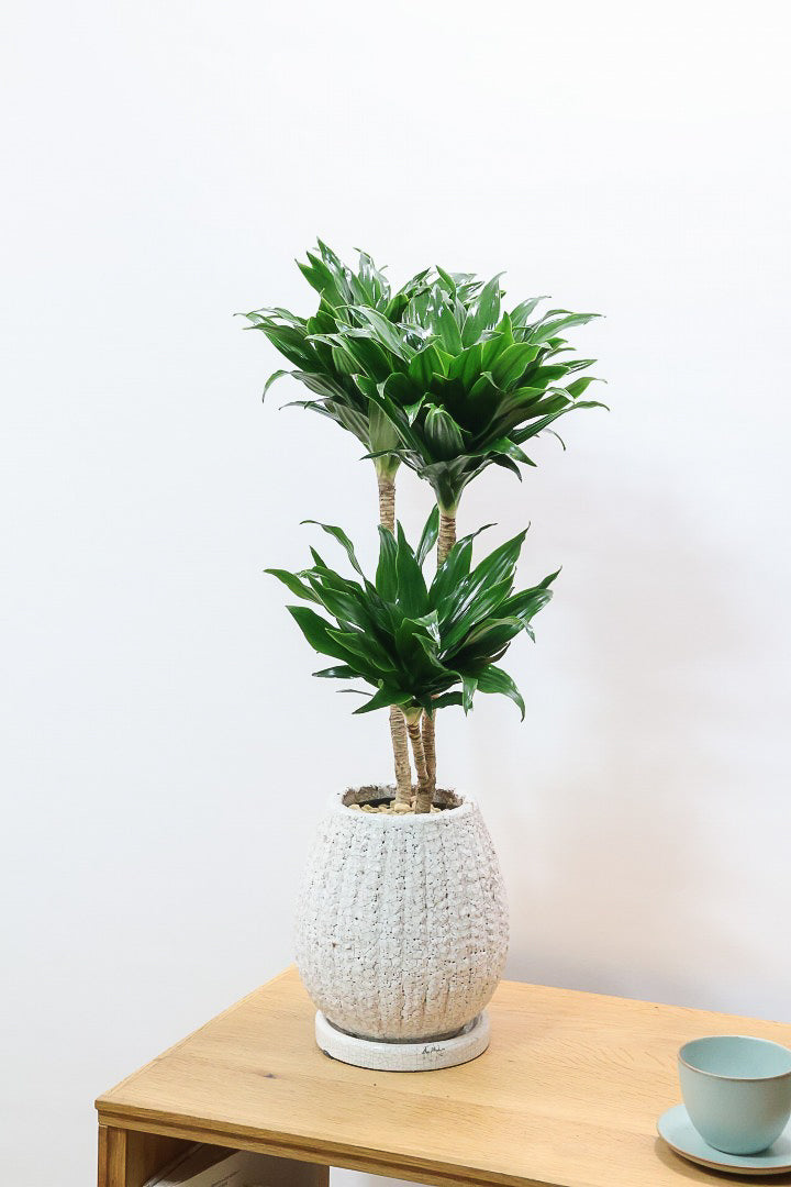 【ドラセナコンパクター】この樹形はイイ！枝分かれしたカッコいい樹形！このサイズで枝分かれした樹形は希少ですよ！