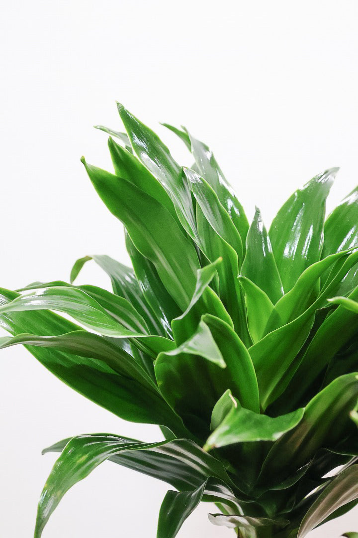 【ドラセナコンパクター】この樹形はイイ！枝分かれしたカッコいい樹形！このサイズで枝分かれした樹形は希少ですよ！