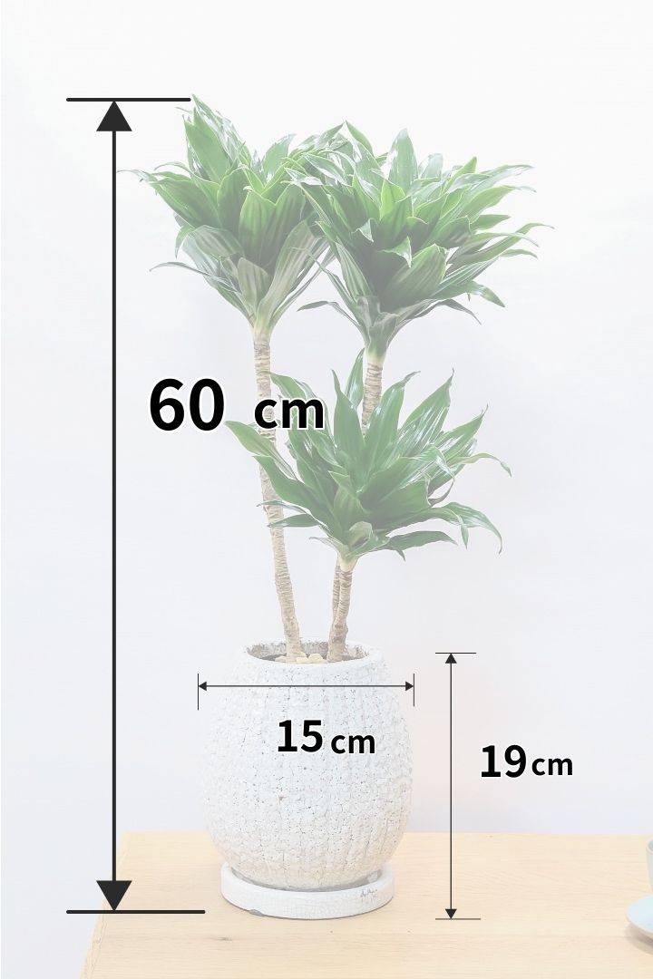 【ドラセナコンパクター】この樹形はイイ！枝分かれしたカッコいい樹形！このサイズで枝分かれした樹形は希少ですよ！