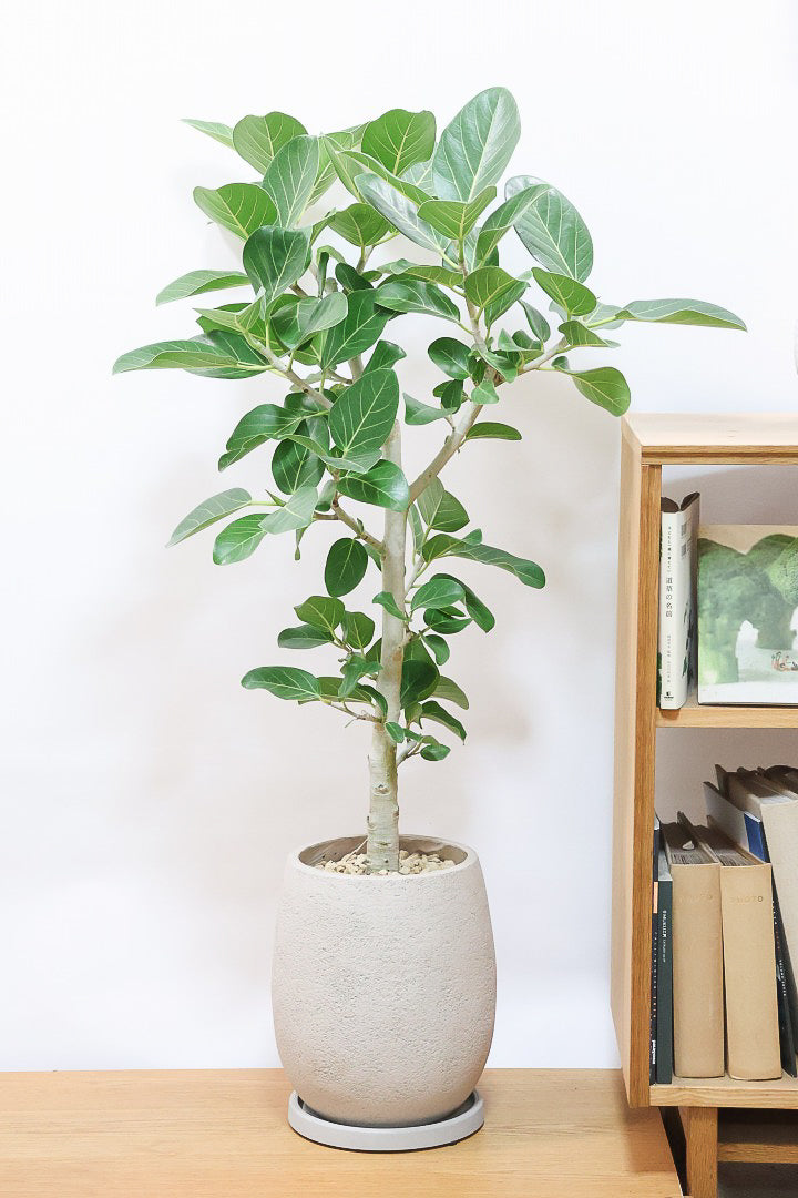 【ベンガレンシス】めっちゃボリュームあります！幹も太くて強い樹勢を感じられる素晴らしい樹形です！