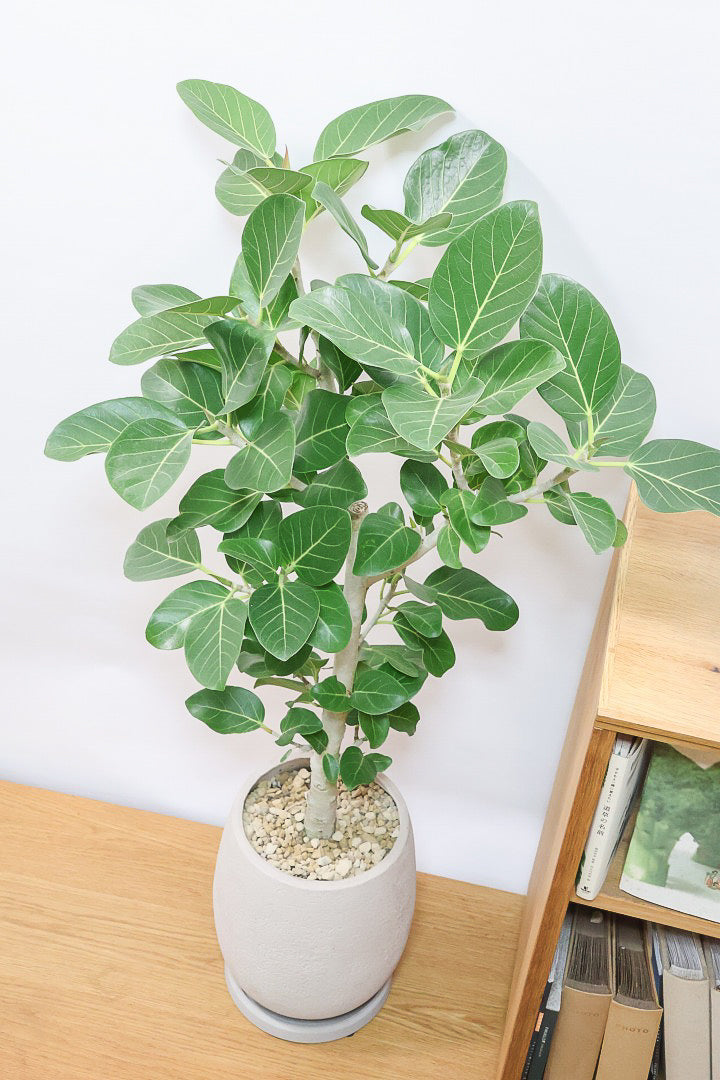 【ベンガレンシス】めっちゃボリュームあります！幹も太くて強い樹勢を感じられる素晴らしい樹形です！