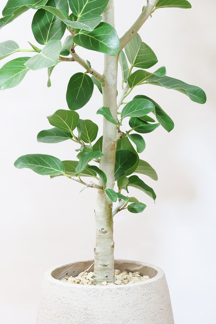 【ベンガレンシス】めっちゃボリュームあります！幹も太くて強い樹勢を感じられる素晴らしい樹形です！