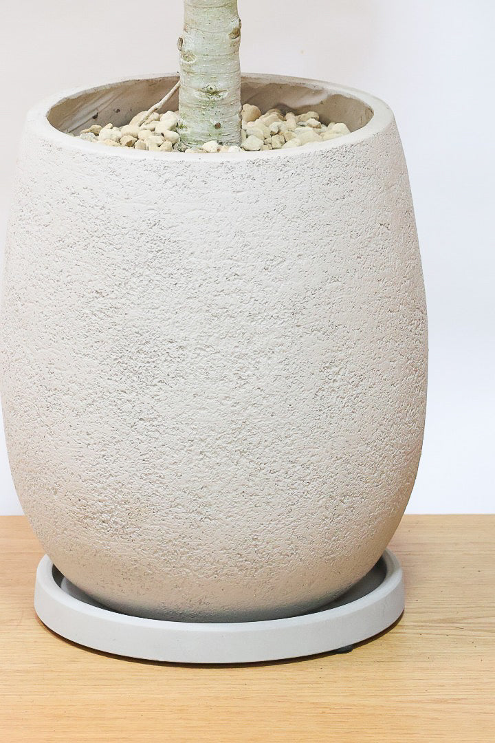 【ベンガレンシス】めっちゃボリュームあります！幹も太くて強い樹勢を感じられる素晴らしい樹形です！