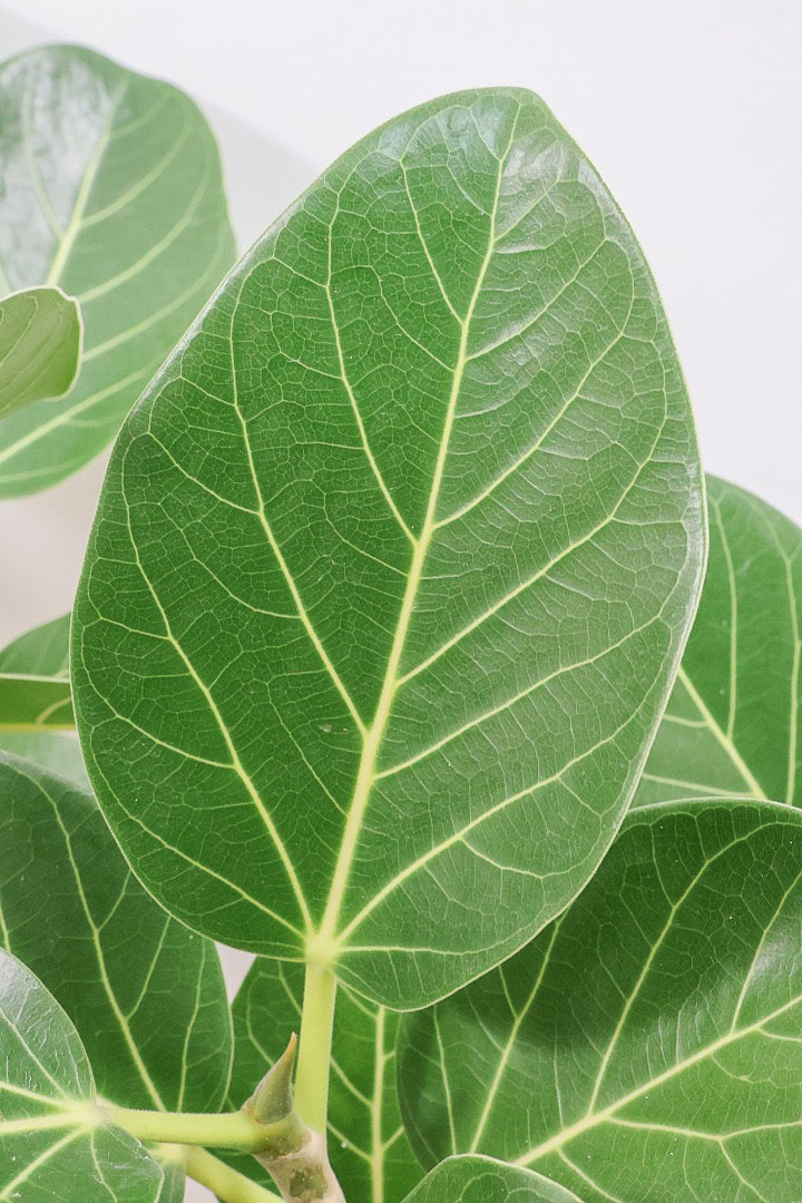 【ベンガレンシス】めっちゃボリュームあります！幹も太くて強い樹勢を感じられる素晴らしい樹形です！