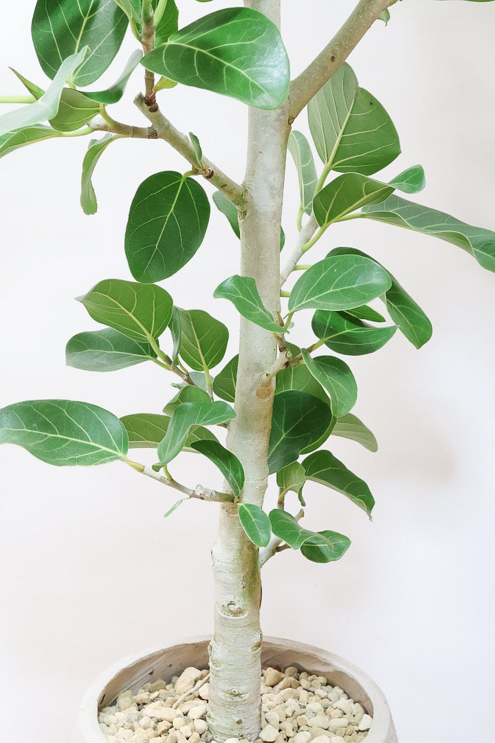 【ベンガレンシス】めっちゃボリュームあります！幹も太くて強い樹勢を感じられる素晴らしい樹形です！