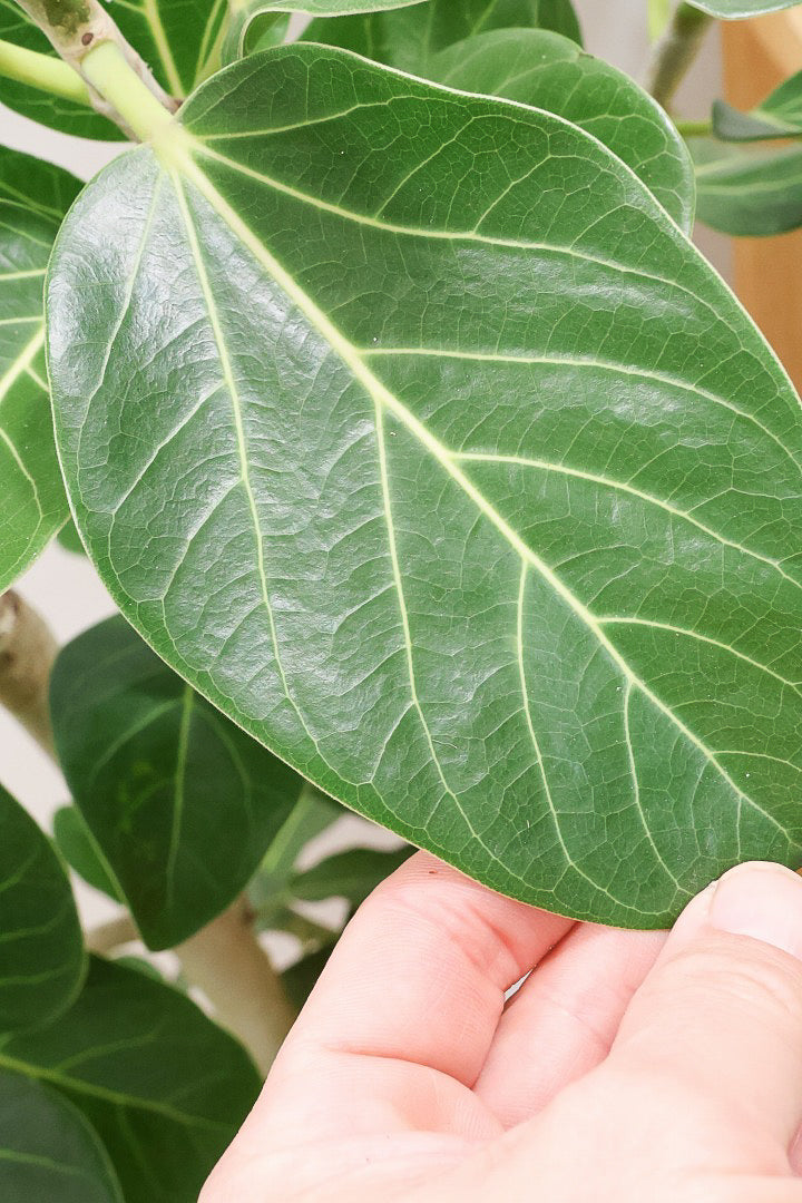 【ベンガレンシス】めっちゃボリュームあります！幹も太くて強い樹勢を感じられる素晴らしい樹形です！