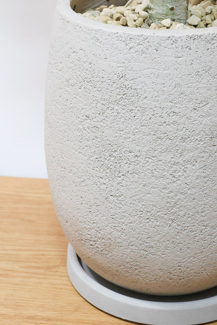 【ベンガレンシス】めっちゃボリュームあります！幹も太くて強い樹勢を感じられる素晴らしい樹形です！