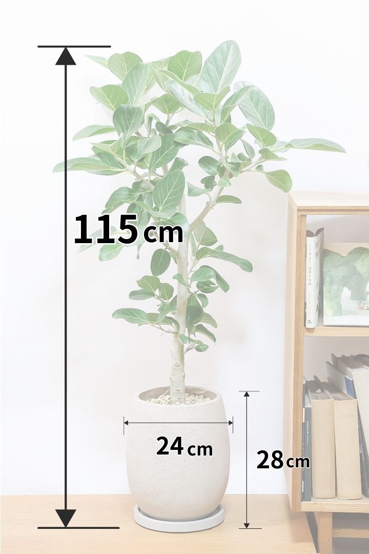 【ベンガレンシス】めっちゃボリュームあります！幹も太くて強い樹勢を感じられる素晴らしい樹形です！