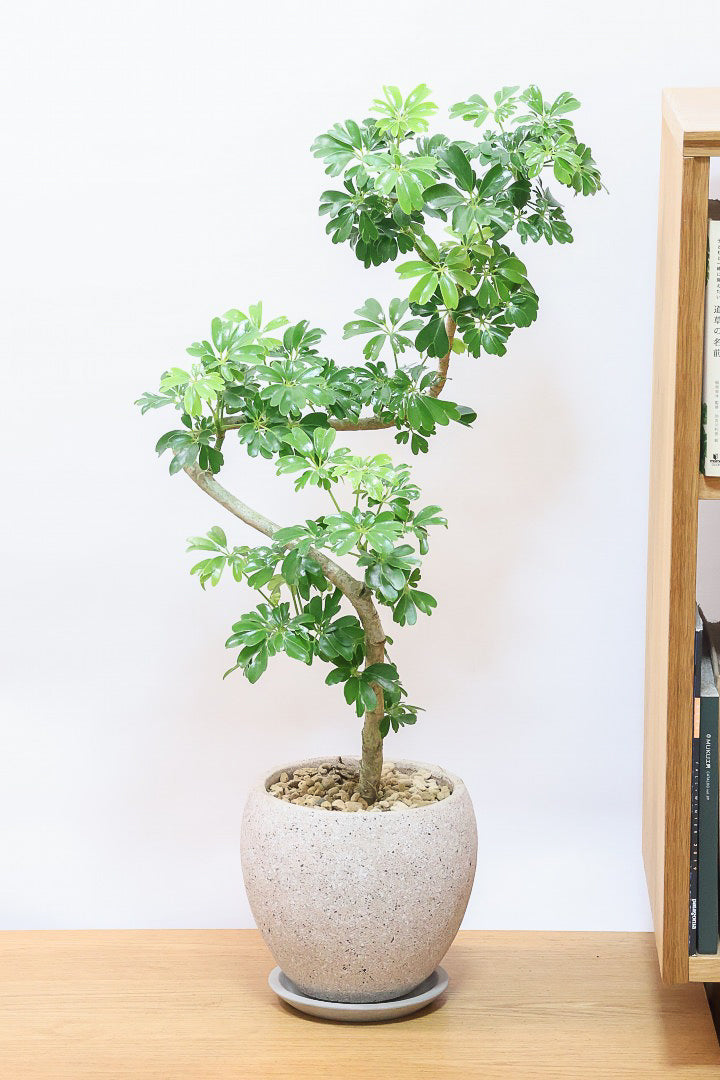 【シェフレラ レナータ】温暖な鹿児島県指宿市で育てられたとても美しいカーブの樹形です！これは良い樹形だと思います！