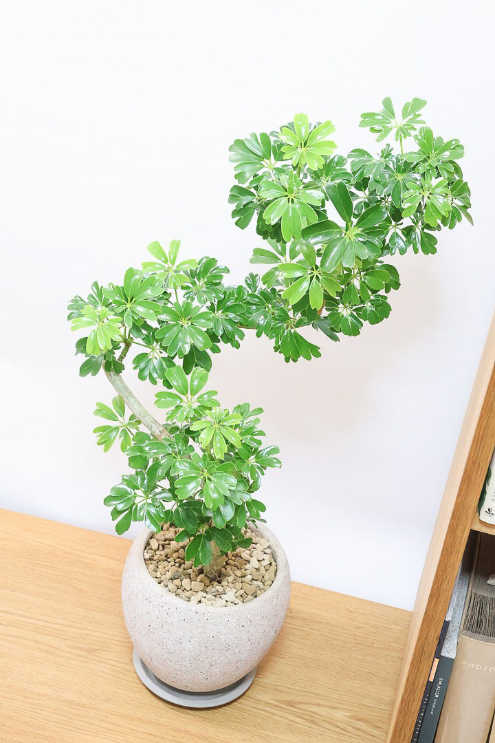 【シェフレラ レナータ】温暖な鹿児島県指宿市で育てられたとても美しいカーブの樹形です！これは良い樹形だと思います！