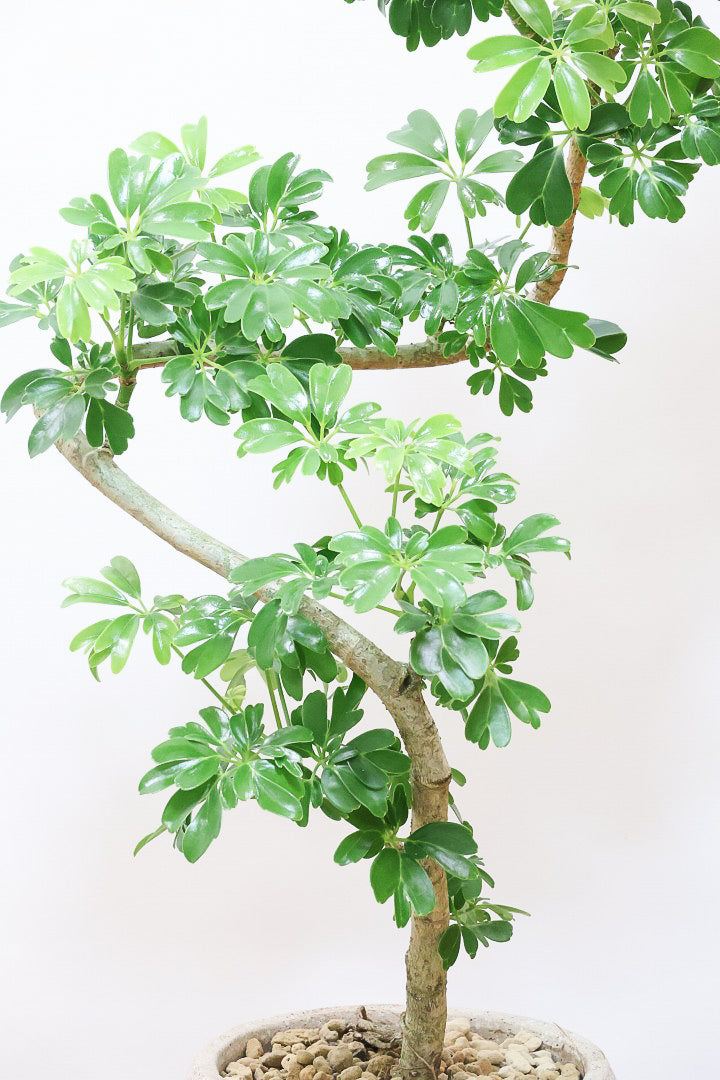 【シェフレラ レナータ】温暖な鹿児島県指宿市で育てられたとても美しいカーブの樹形です！これは良い樹形だと思います！