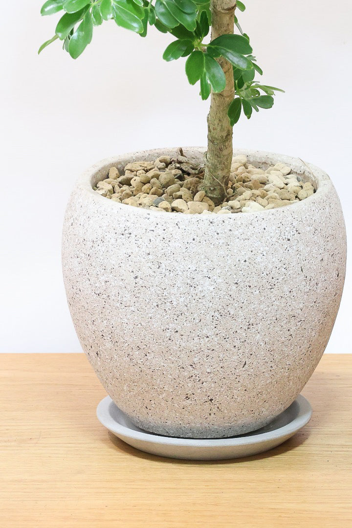 シェフレラ レナータCO61276| 観葉植物の通信販売 | APEGO(アペーゴ)