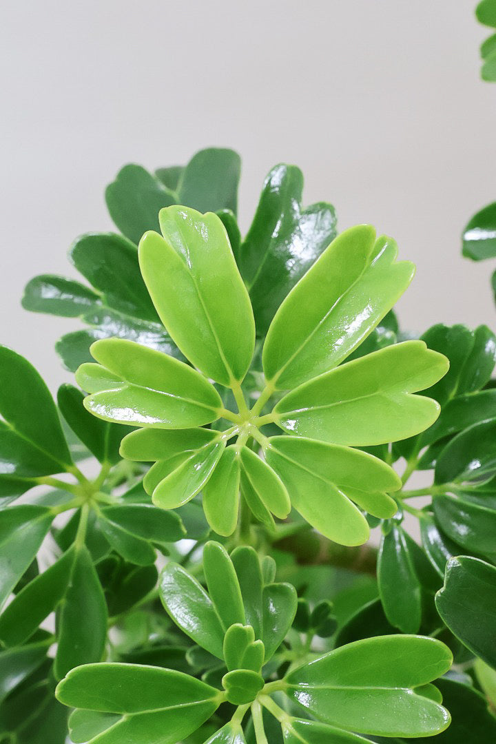 【シェフレラ レナータ】温暖な鹿児島県指宿市で育てられたとても美しいカーブの樹形です！これは良い樹形だと思います！