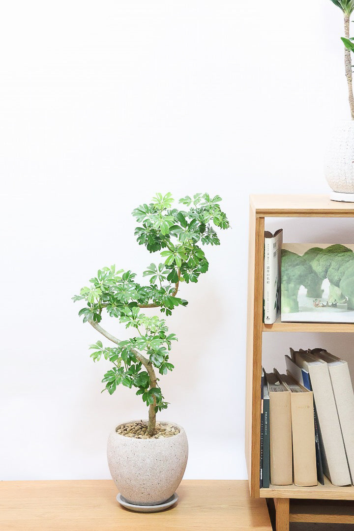 【シェフレラ レナータ】温暖な鹿児島県指宿市で育てられたとても美しいカーブの樹形です！これは良い樹形だと思います！