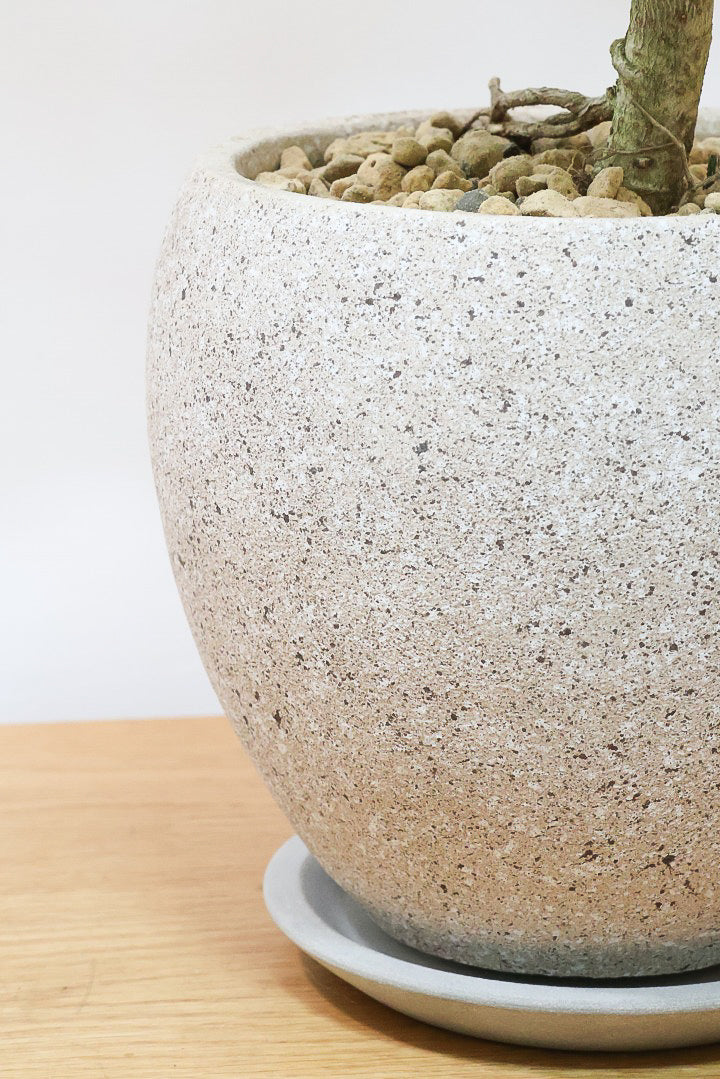 【シェフレラ レナータ】温暖な鹿児島県指宿市で育てられたとても美しいカーブの樹形です！これは良い樹形だと思います！