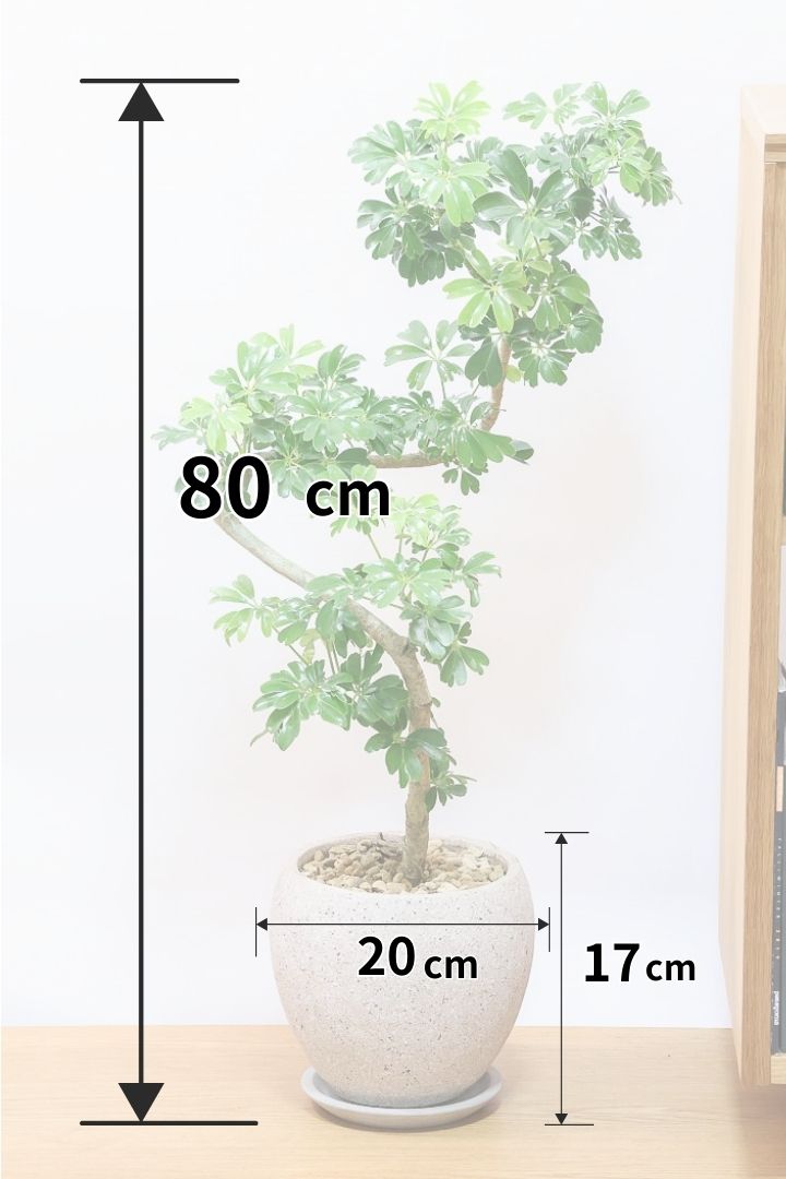 シェフレラ レナータCO61276| 観葉植物の通信販売 | APEGO(アペーゴ)