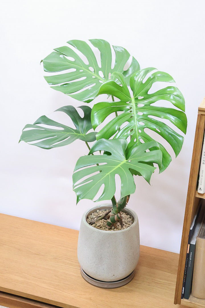 【モンステラ】このサイズは久々です。葉数も多いし何と言っても切れ込みが凄くきれいです！