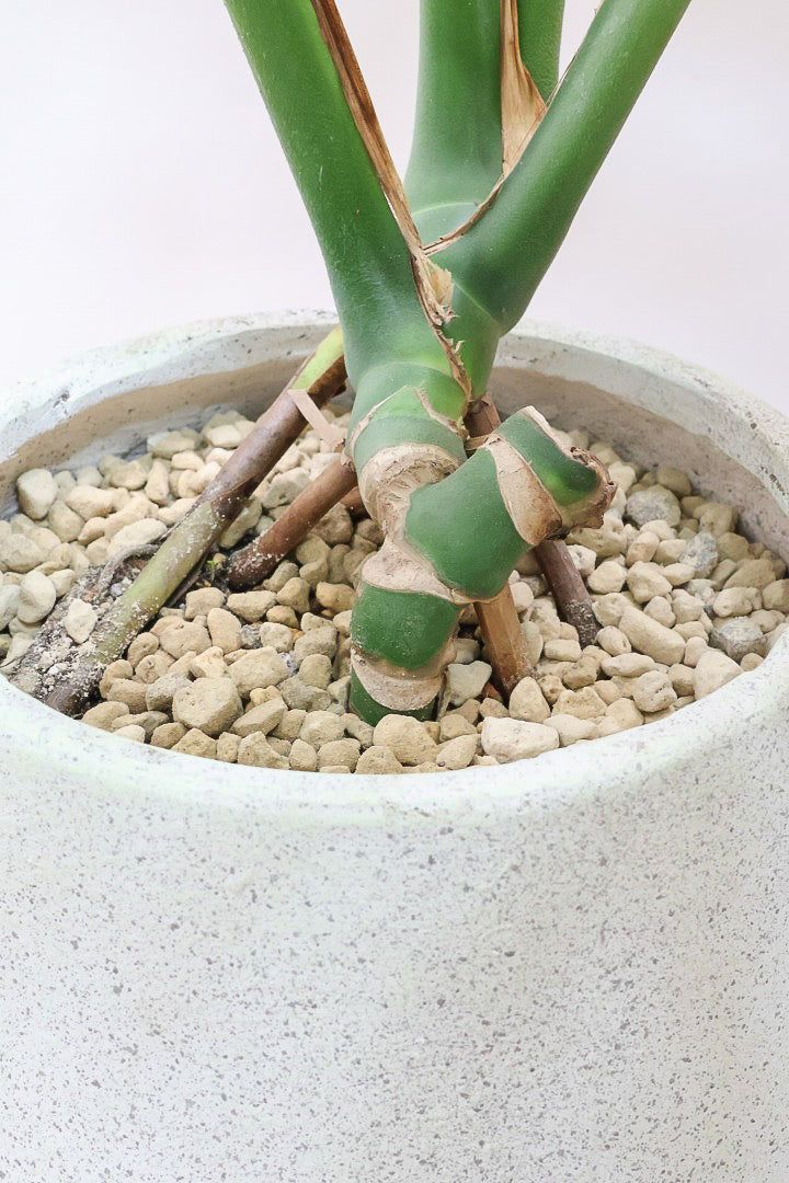 【モンステラ】このサイズは久々です。葉数も多いし何と言っても切れ込みが凄くきれいです！