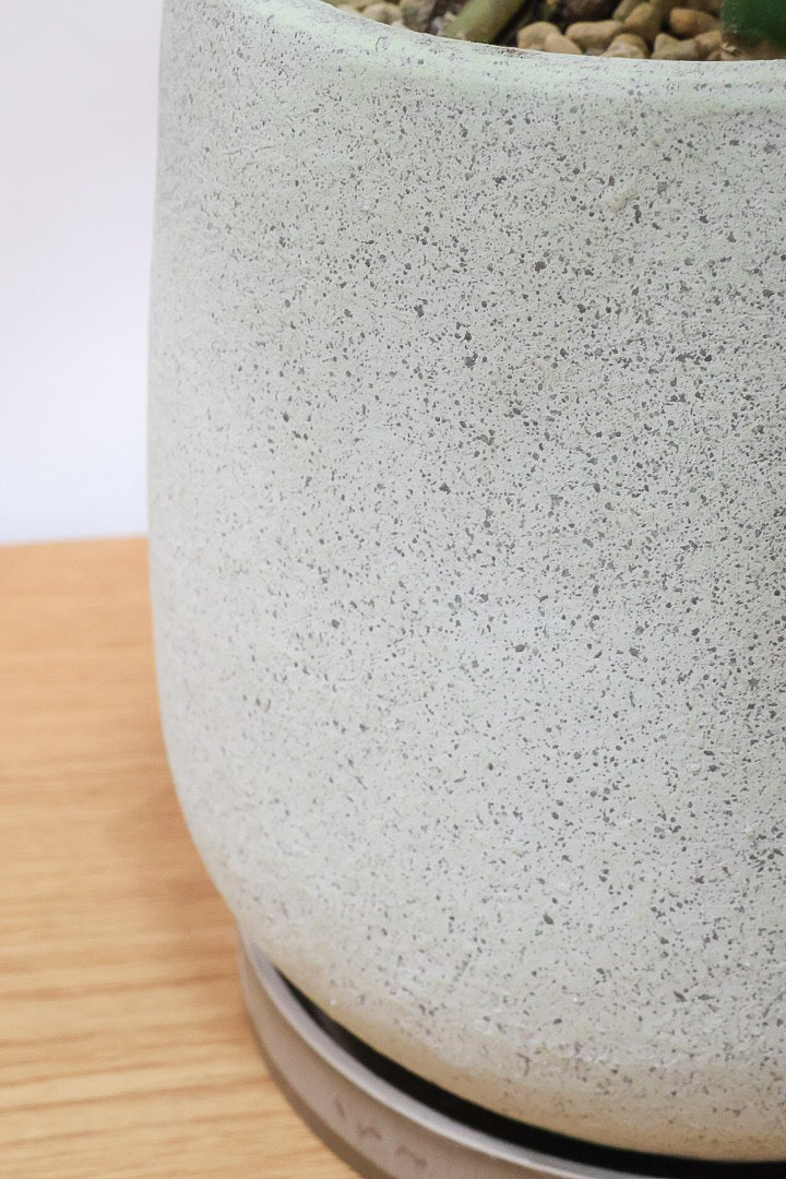 【モンステラ】このサイズは久々です。葉数も多いし何と言っても切れ込みが凄くきれいです！